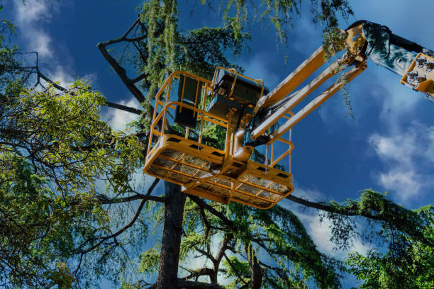 Trusted Broadway, VA  Tree Services Experts