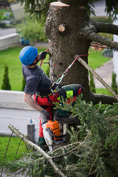 Why Choose Our Tree Removal Services in Broadway, VA?