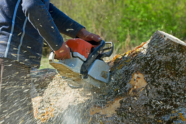 Best Tree Preservation Services  in Broadway, VA